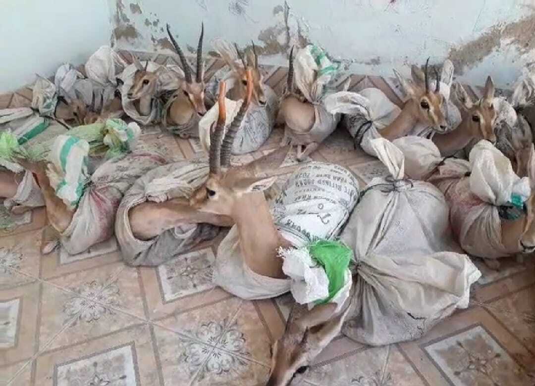 عمرڪوٽ: هرڻ اسمگل ڪرڻ جي ڪوشش ناڪام، ٻه جوابدار گرفتار